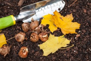 planting bulbs in fall